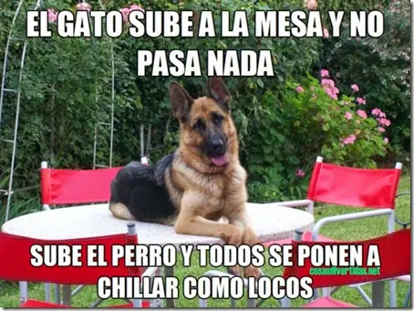 perros