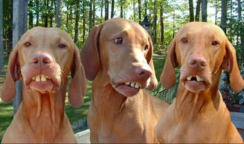 perros