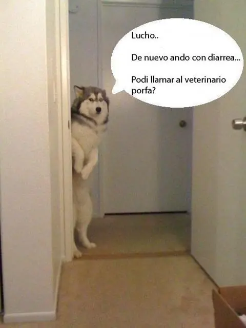 humor