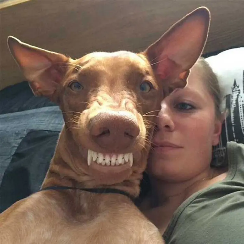 perros