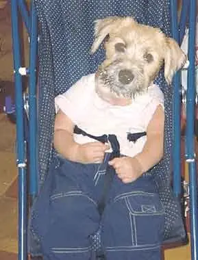Humor perruno para este viernes [80 imagenes]
