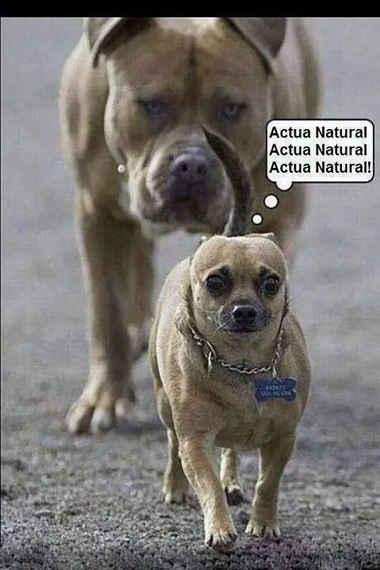 perruno