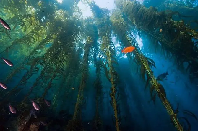 Datos interesantes que tal vez no sabias sobre los bosques