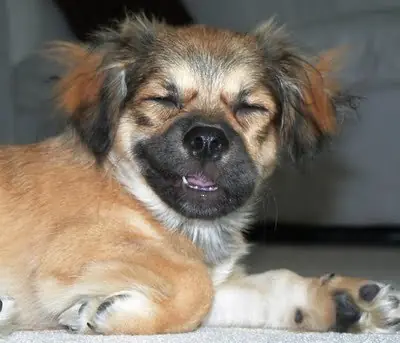 perruno