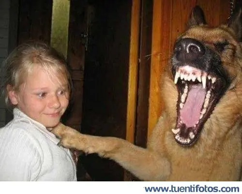 perros
