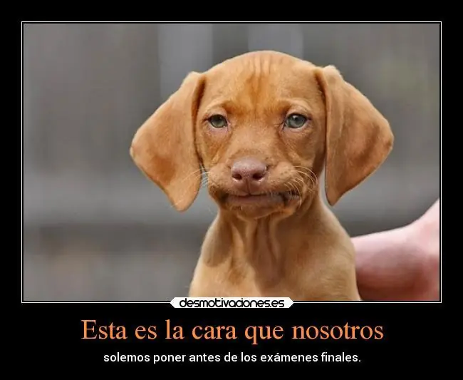 perros