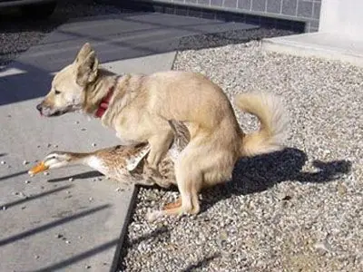perruno