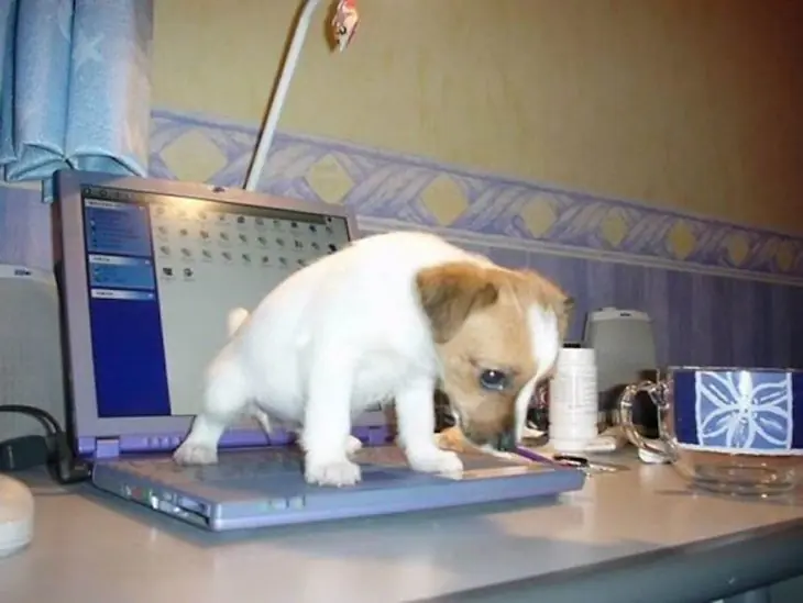 perros