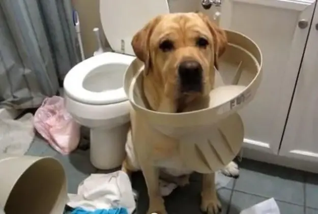 21 Perros traviesos sorprendidos con las patas en la masa