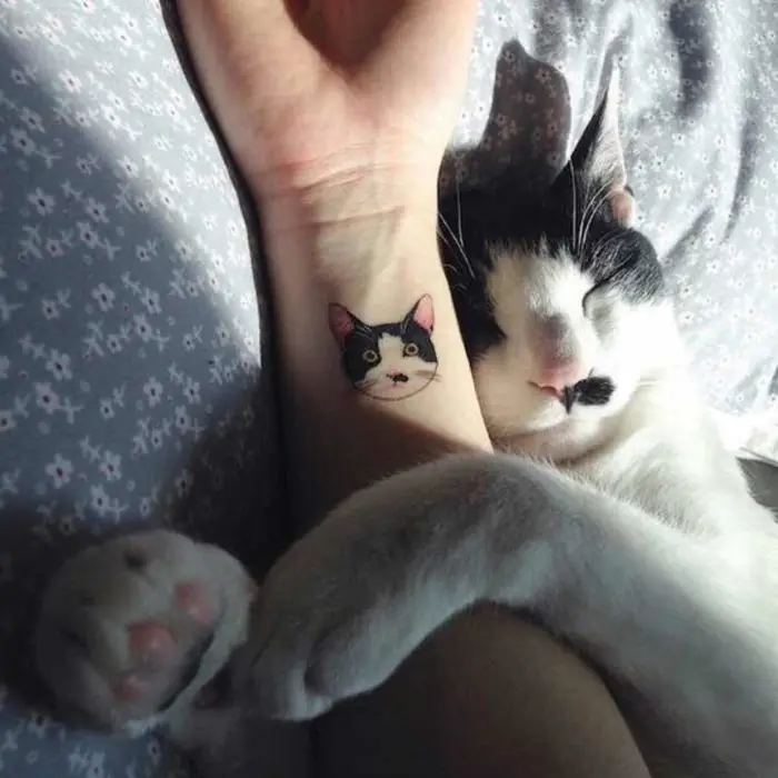 gatitos