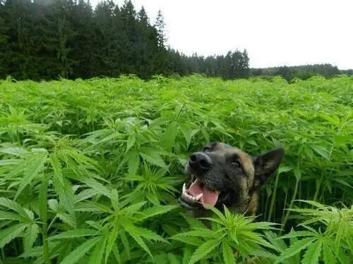 Marihuana no baja IQ y puede revertir el deterioro cognitivo