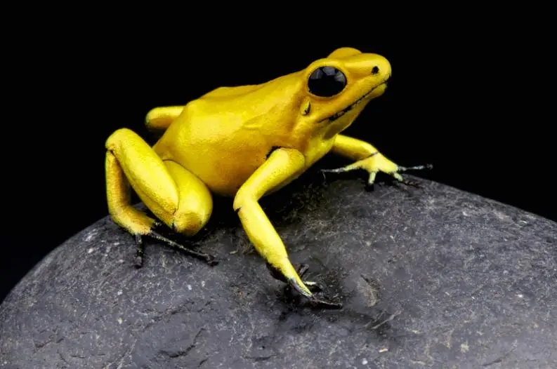 criatura criatura