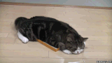 [Post Propio] Tu vida en Gifs (?