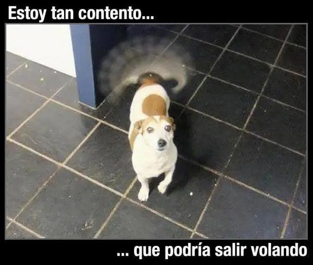 Gatitos