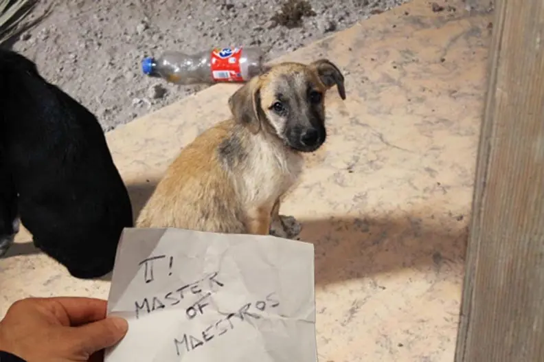 Encontre 5 perritos abandonados