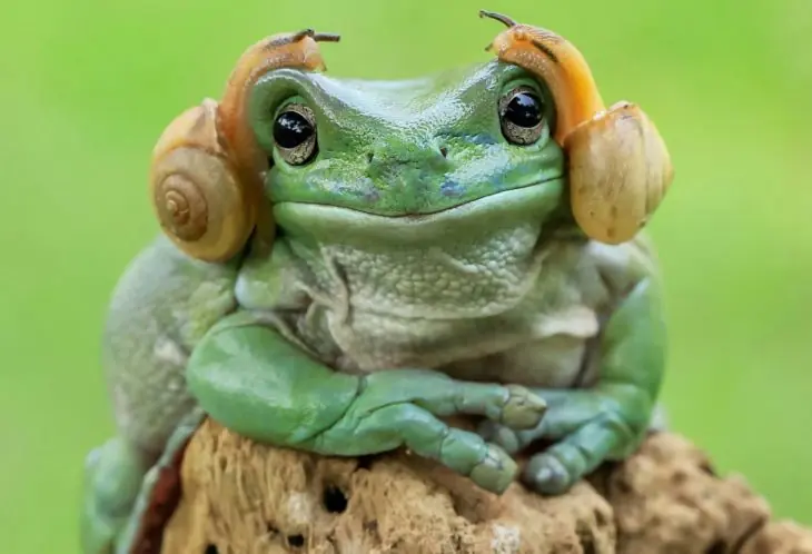Esta rana está igualita a la Princesa Leia…