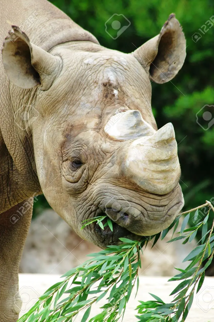 animales sorprendentes