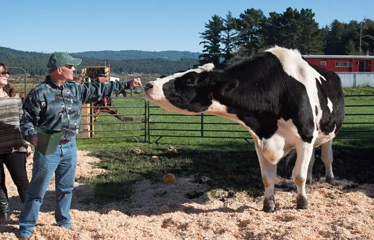 El toro más GRANDE del mundo que bebe 100 litros de agua