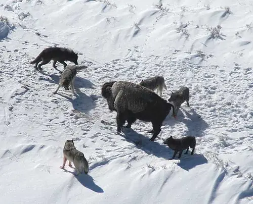 lobos
