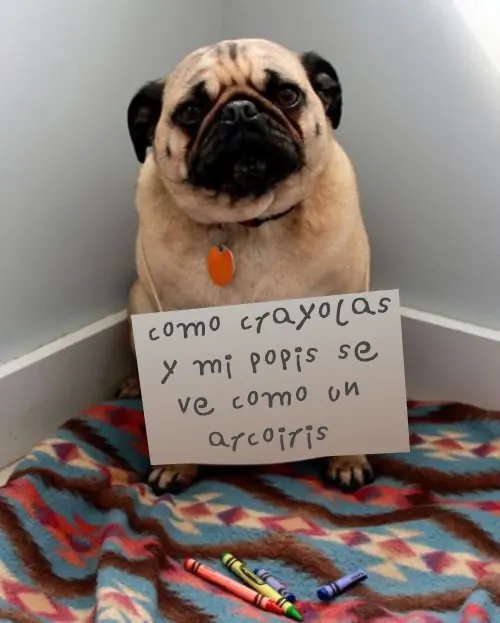 Que Verguenza estas Mascotas