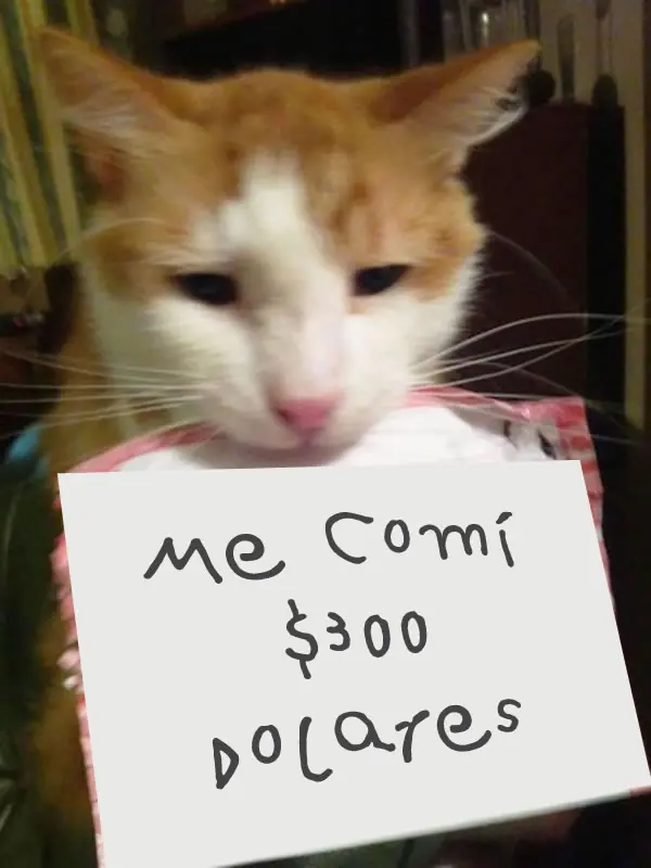 verguenza gatuna