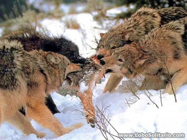 animales