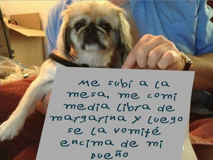 Perros