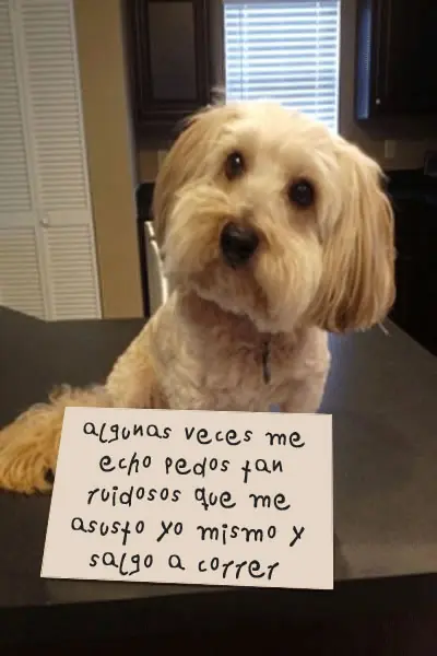 verguenza gatuna