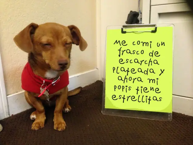 Que Verguenza estas Mascotas