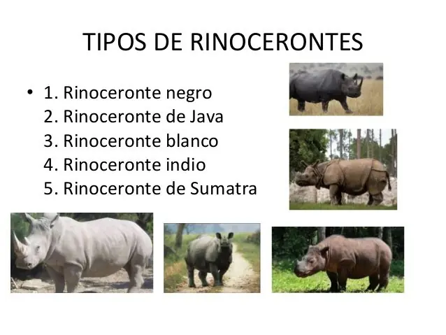 animales sorprendentes