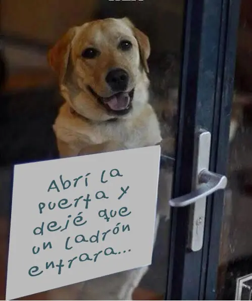 mascotas