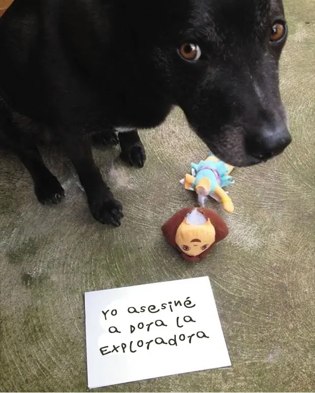 gatos