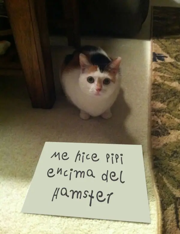mascotas