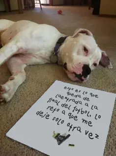 verguenzaperruna