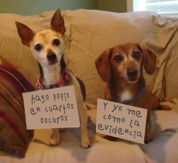 Perros