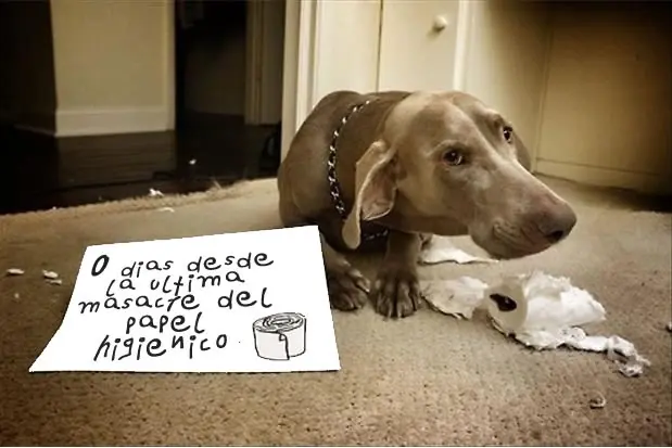 Perros