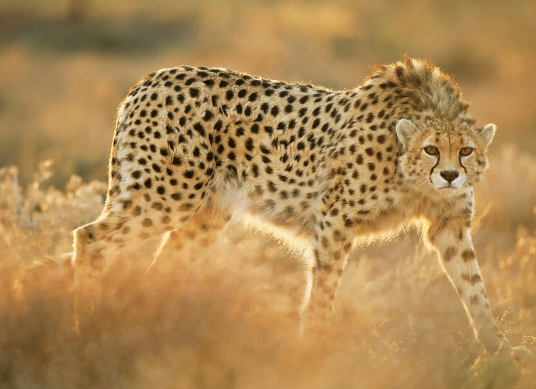 animales