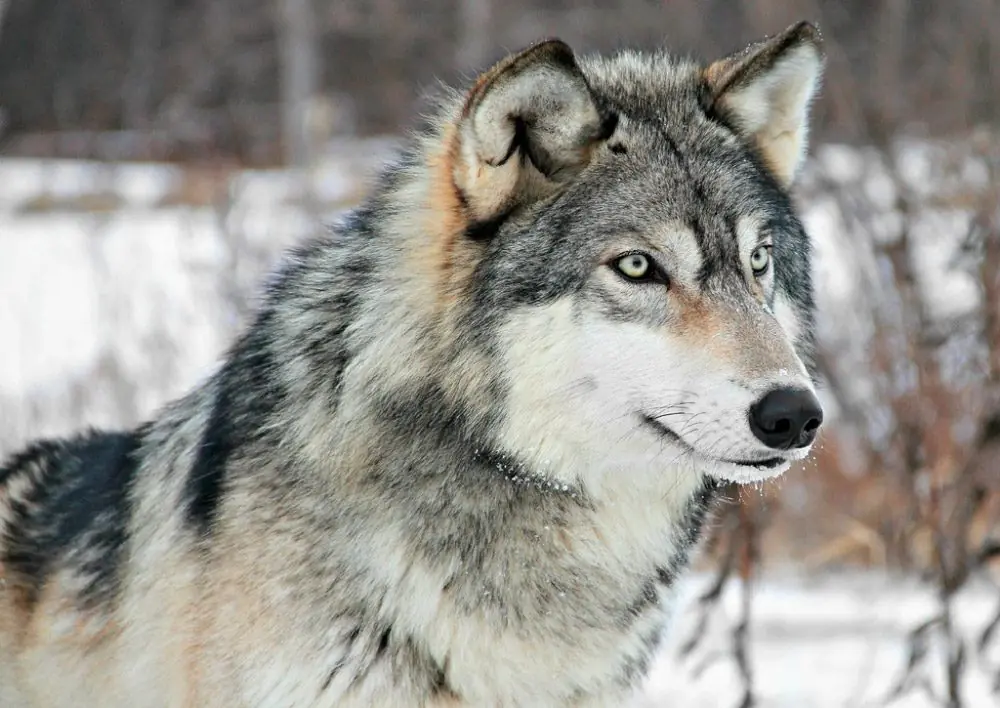 lobos