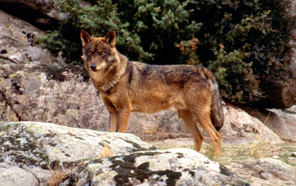 El Lobo .- Informacion