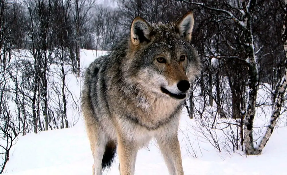El Lobo .- Informacion