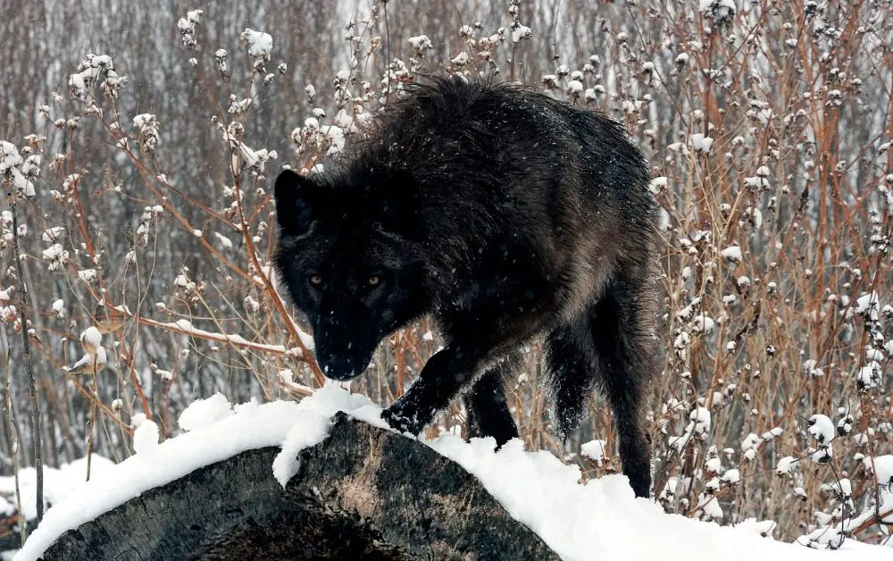 animales