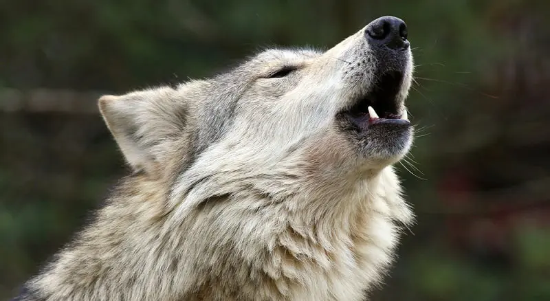 animales