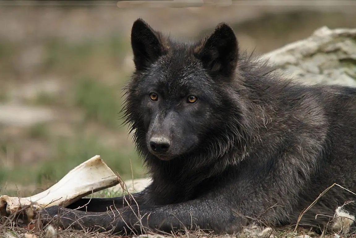 El Lobo .- Informacion