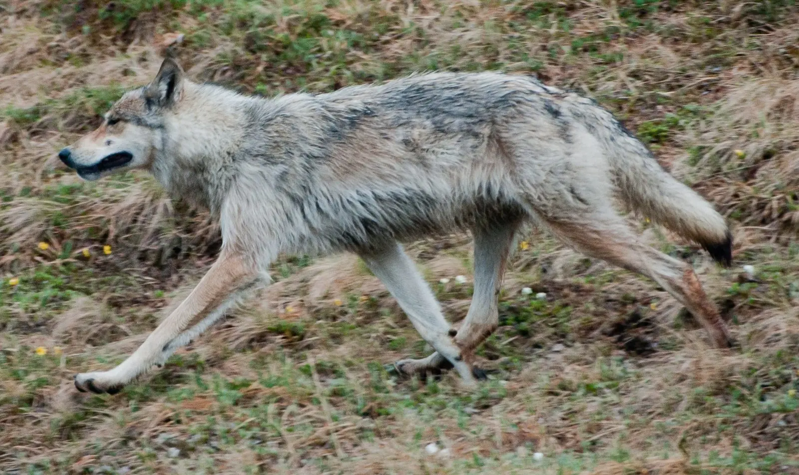 lobos