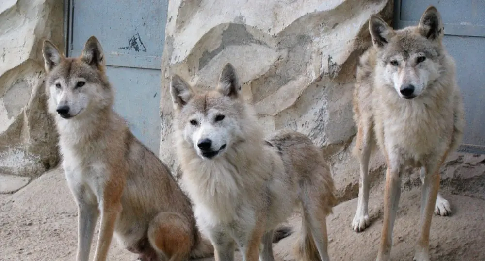 animales