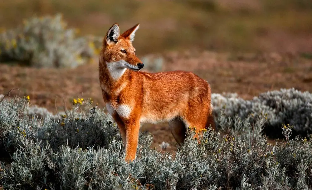 El Lobo .- Informacion