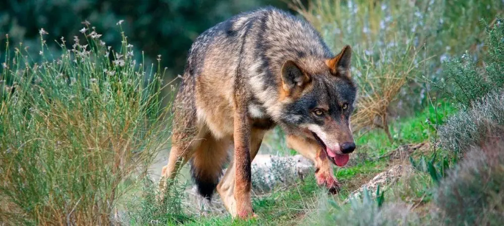 animales