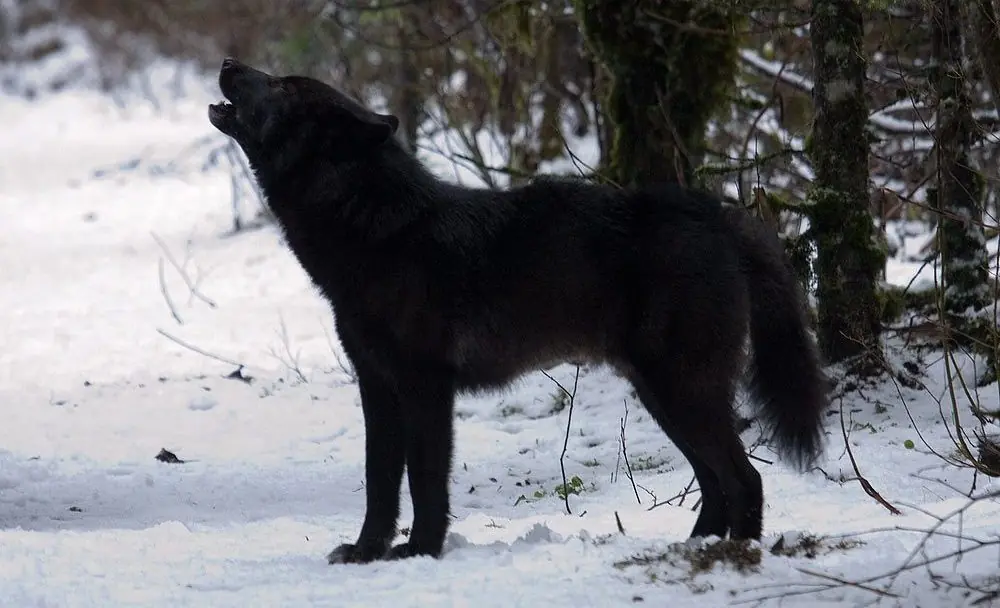 lobos