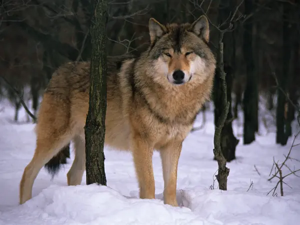 lobos