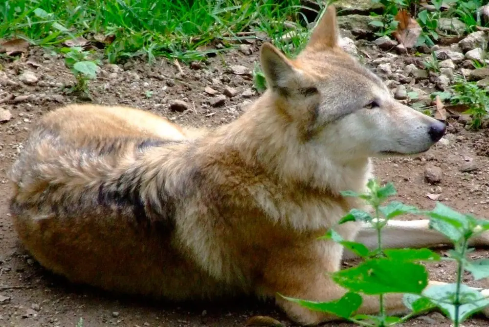 El Lobo .- Informacion